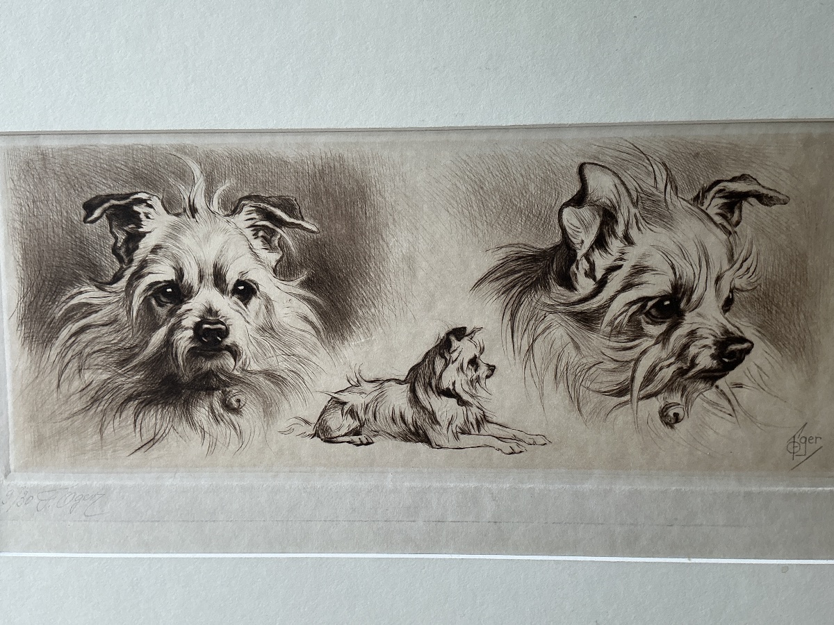 Gravure d un chien  terrier/ griffon de Ferdinand Oger (1872-1929) 