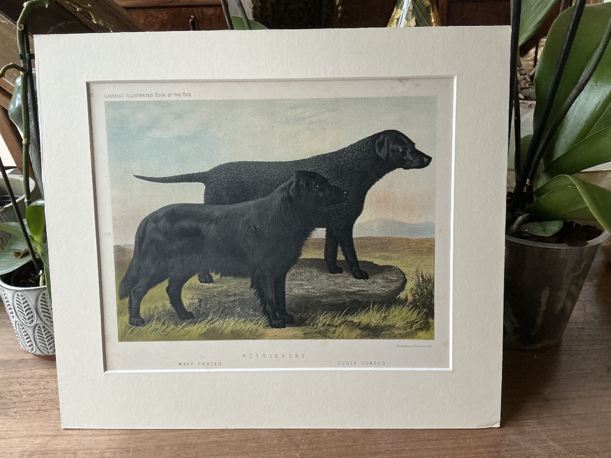 Black Retrievers – English Chromolithograph By Cassell, 1881-photo-2