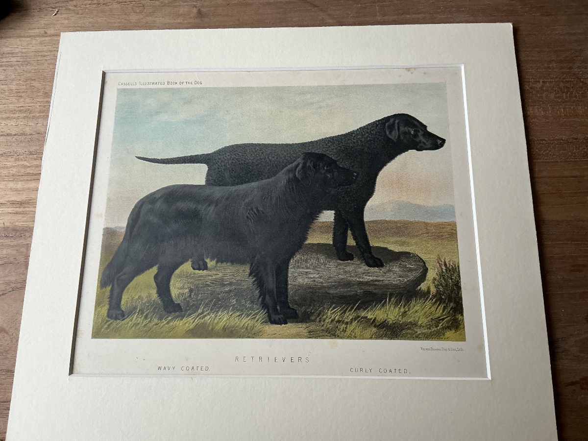 Black Retrievers – English Chromolithograph By Cassell, 1881-photo-3