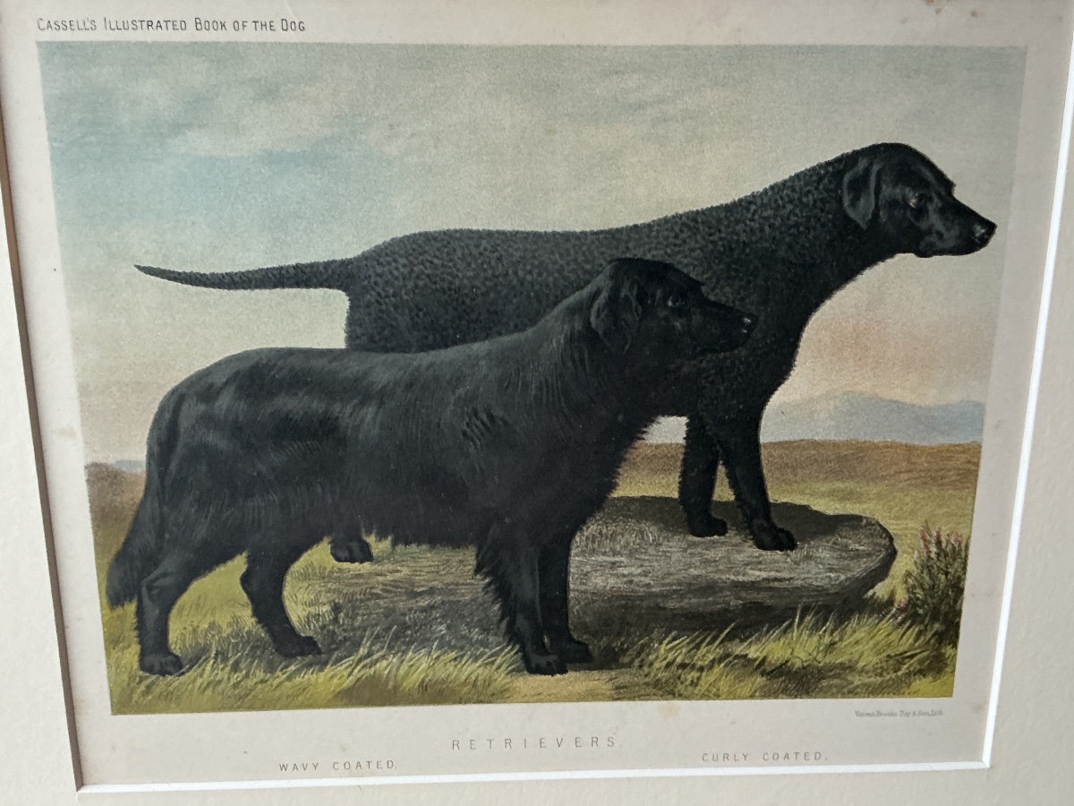 Black Retrievers – English Chromolithograph By Cassell, 1881