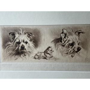 Gravure d un chien terrier/ griffon de Ferdinand Oger (1872-1929)