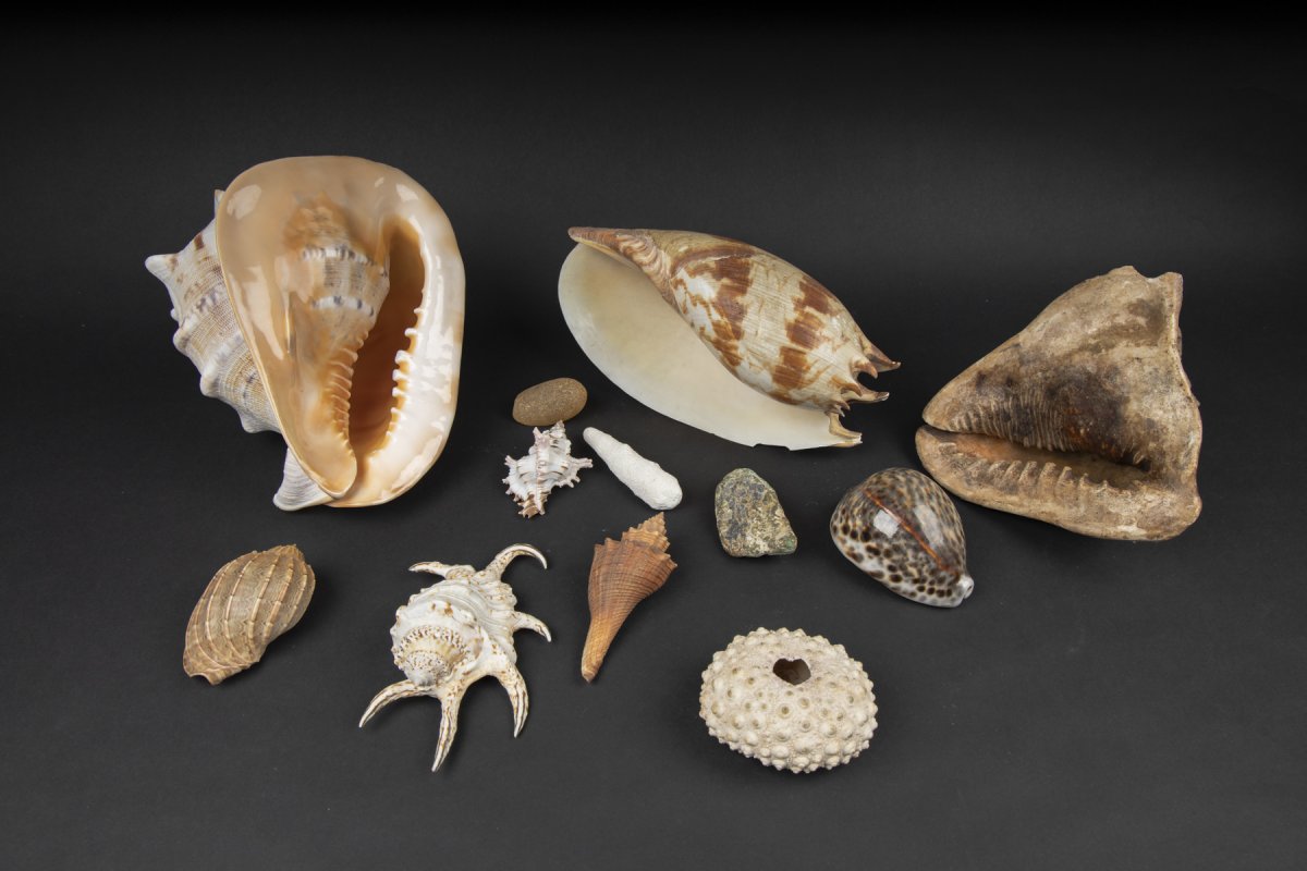 Shelll Stones Proantic: Set Of 10 Shells And 2 Stones