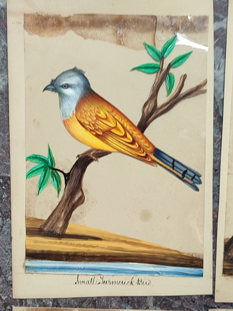 Des Oiseaux Exotiques. Ecole Anglo-indienne. Circa 1850.-photo-2