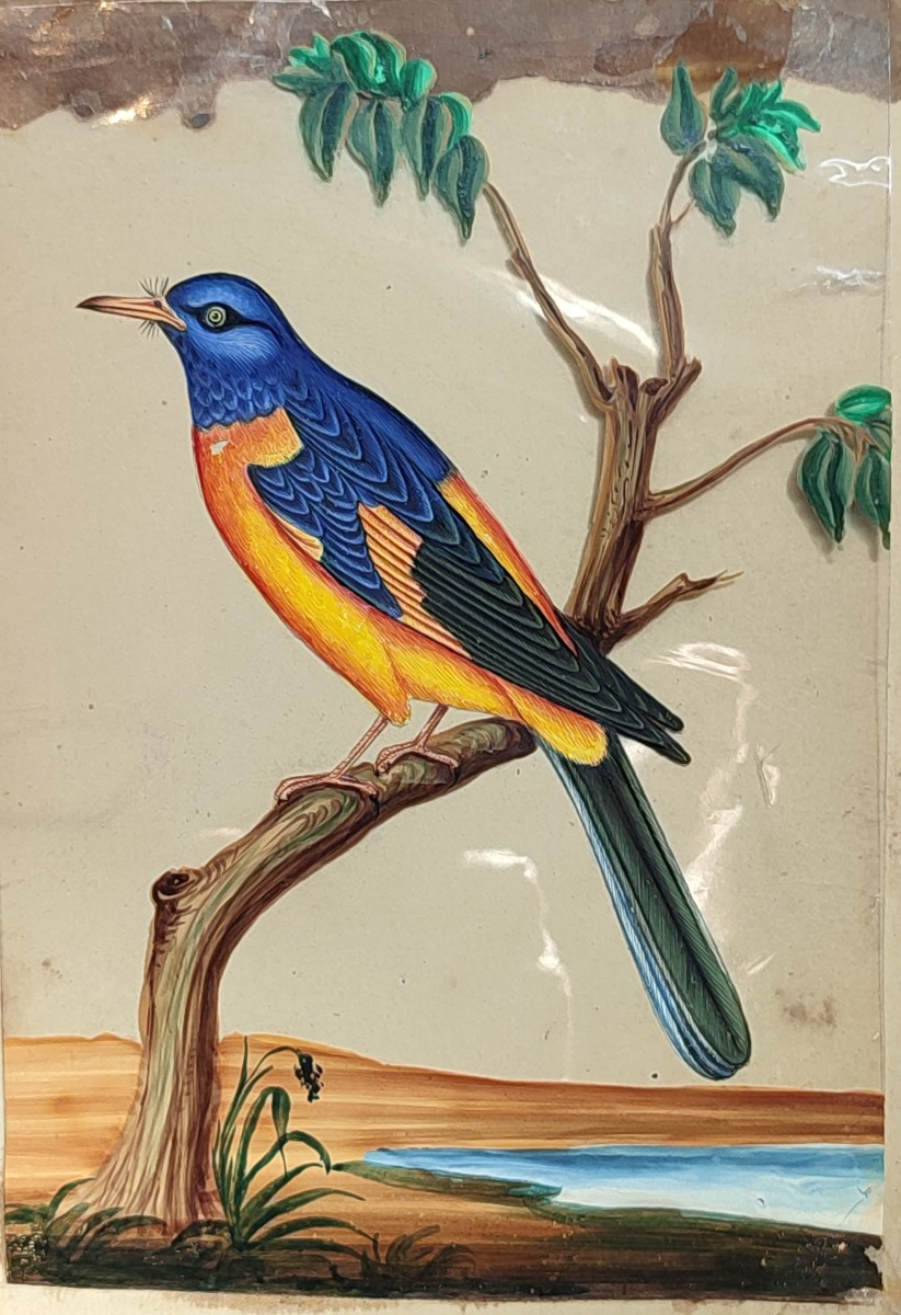 Des Oiseaux Exotiques. Ecole Anglo-indienne. Circa 1850.-photo-4