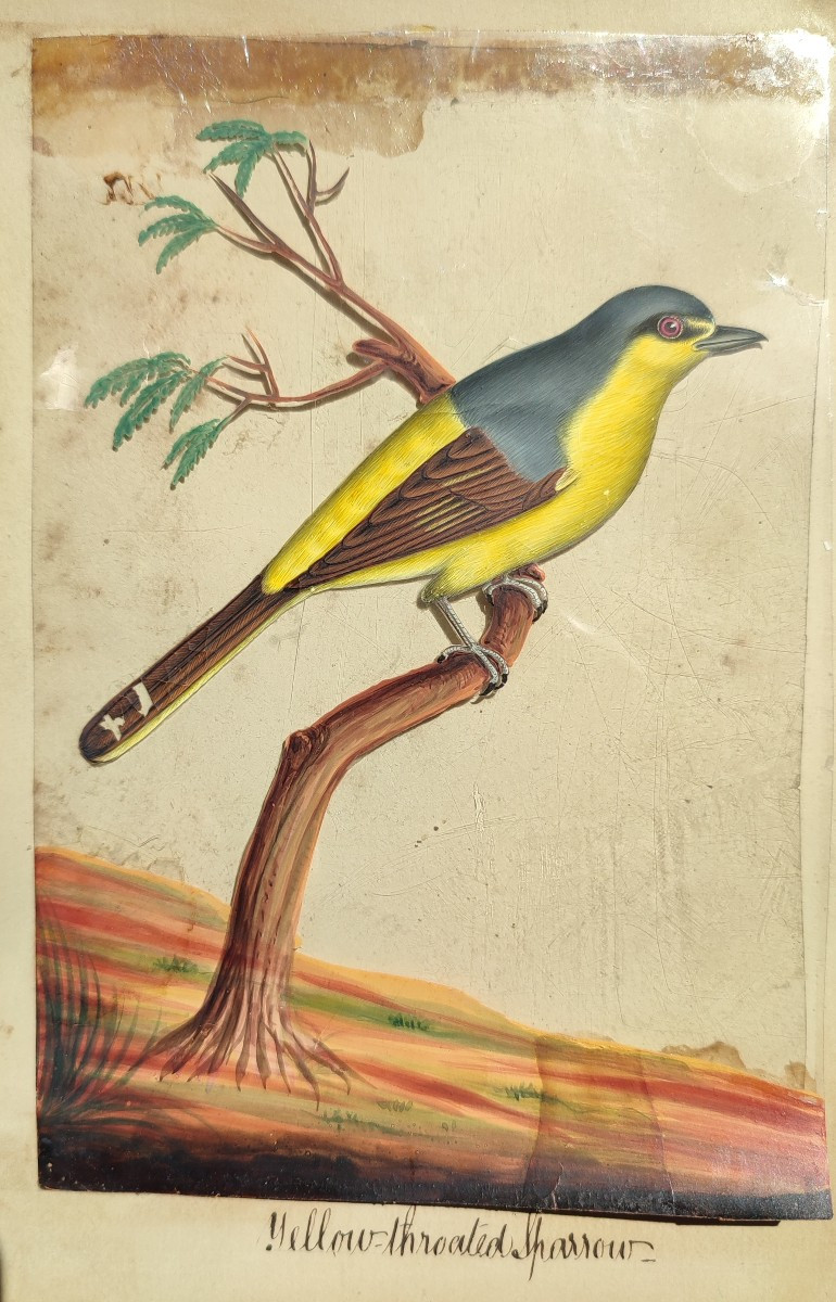 Des Oiseaux Exotiques. Ecole Anglo-indienne. Circa 1850.-photo-2
