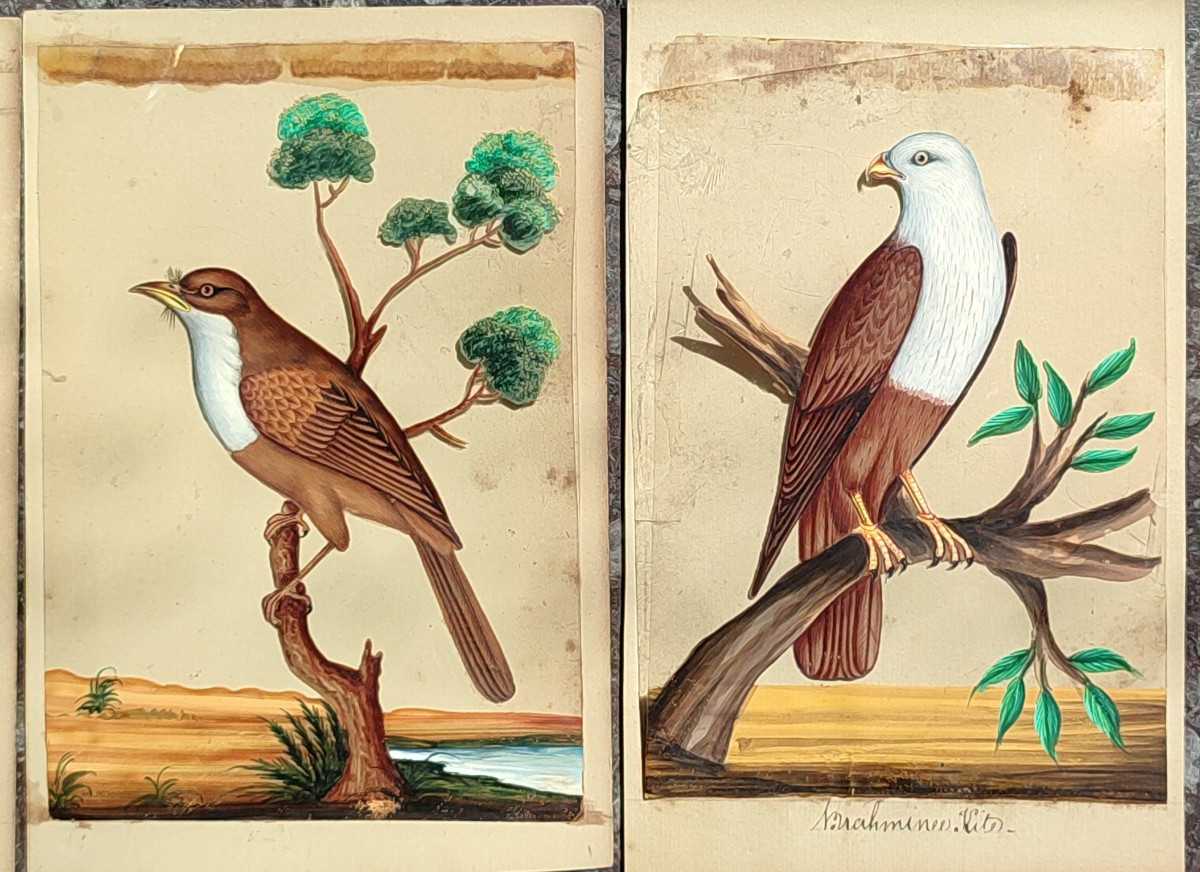Des Oiseaux Exotiques. Ecole Anglo-indienne. Circa 1850.-photo-3