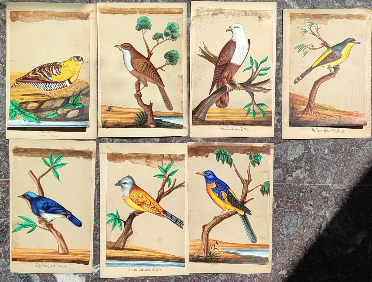 Des Oiseaux Exotiques. Ecole Anglo-indienne. Circa 1850.