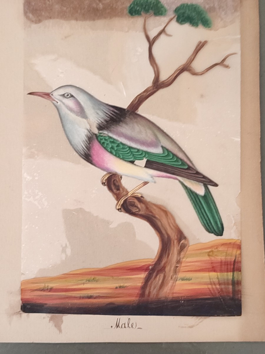 Gouaches Anglo-indiennes. 1850-photo-2