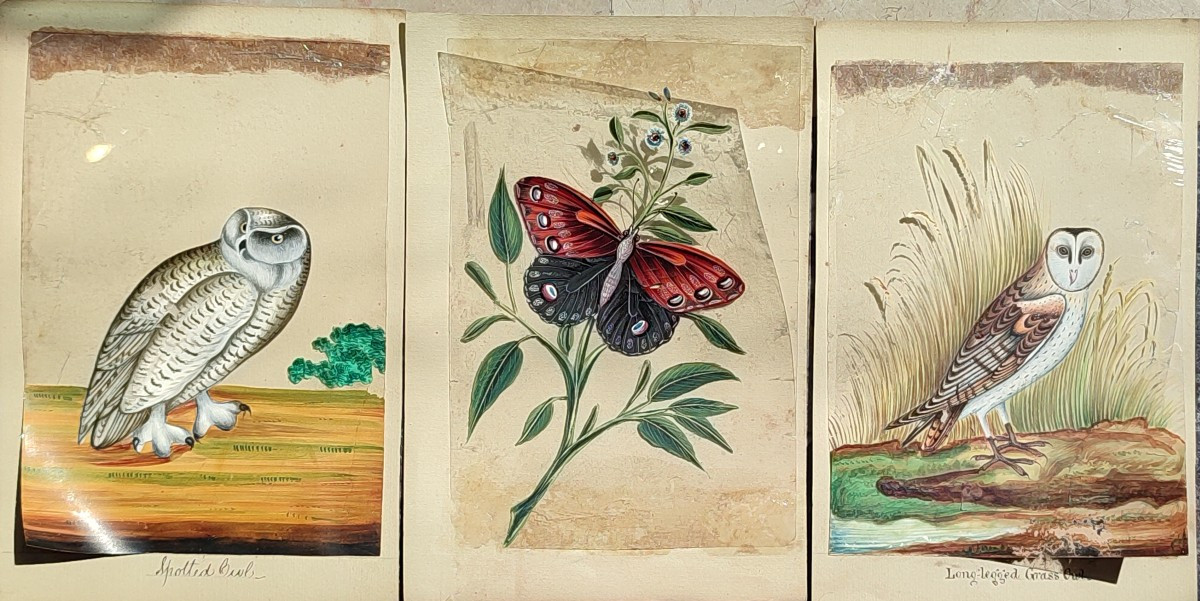 Gouaches Anglo-indiennes. 1850