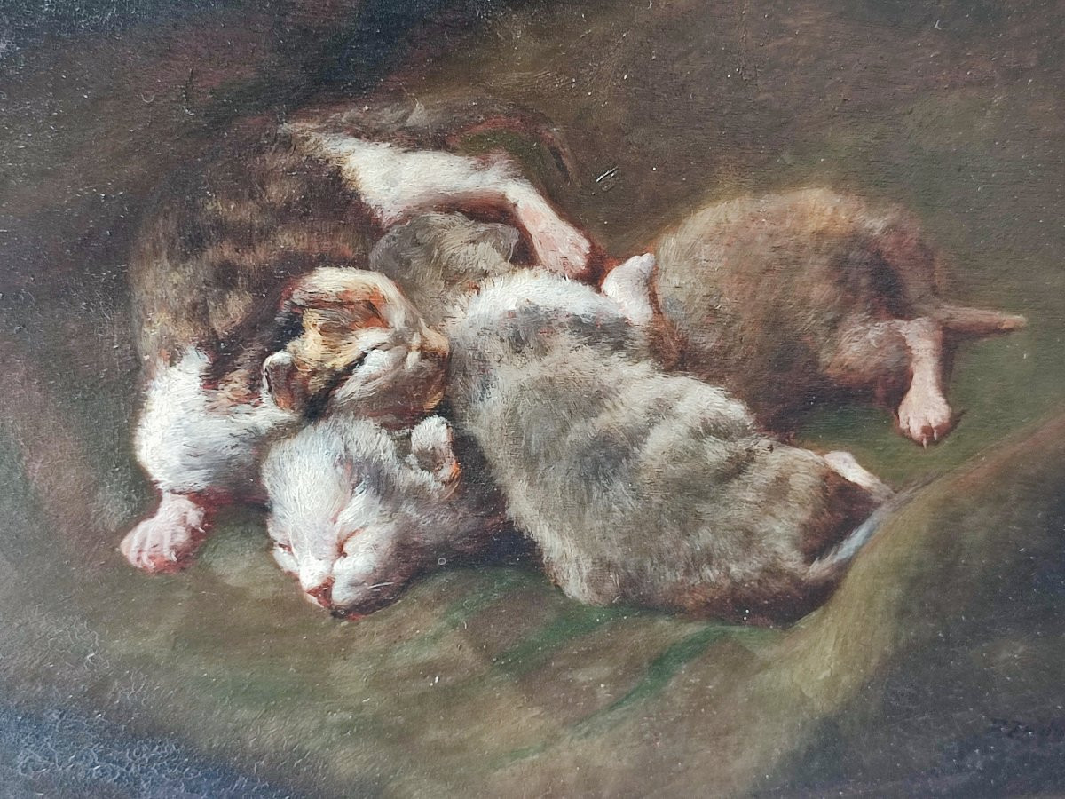 Les chatons. Philippe Zacharie vers 1900.-photo-3