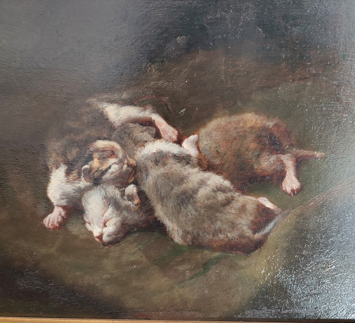 Kittens. Philippe Zacharie-photo-2
