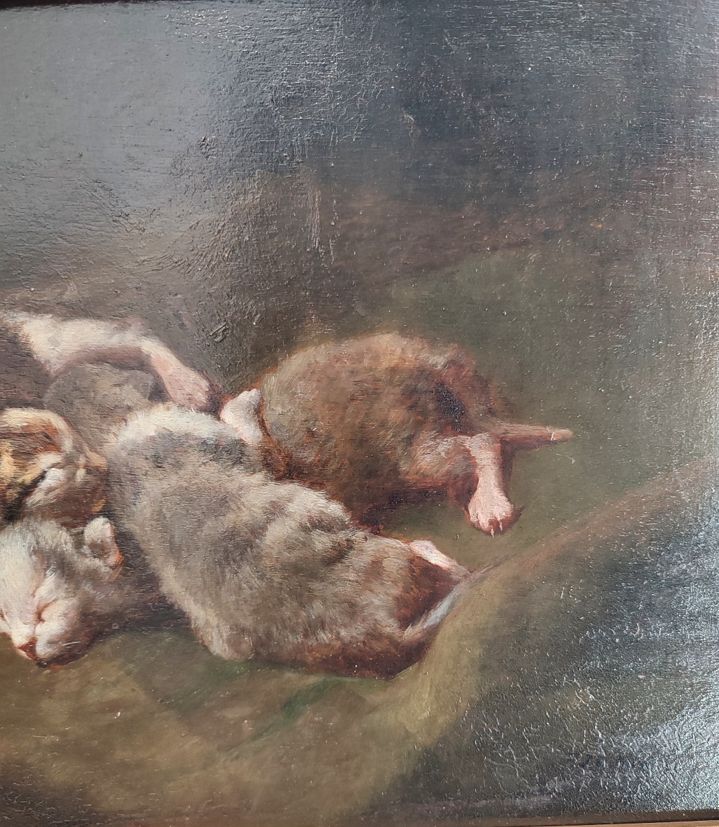Kittens. Philippe Zacharie-photo-4