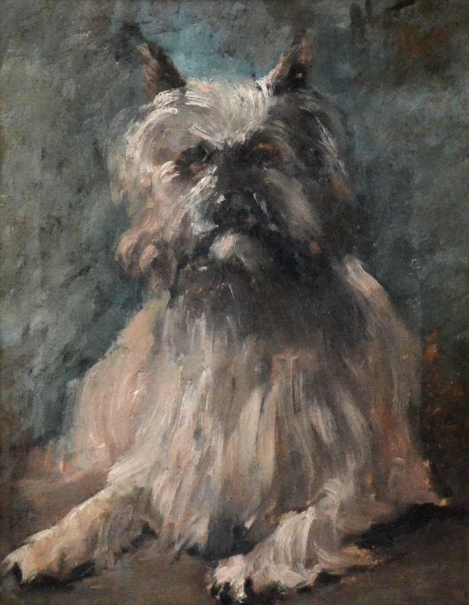 Portrait d’un chien cairn terrier.-photo-2