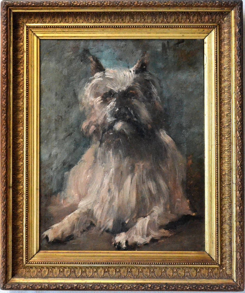 Portrait d’un chien cairn terrier.