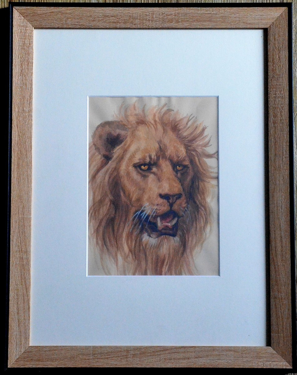 "Portrait d’un lion."