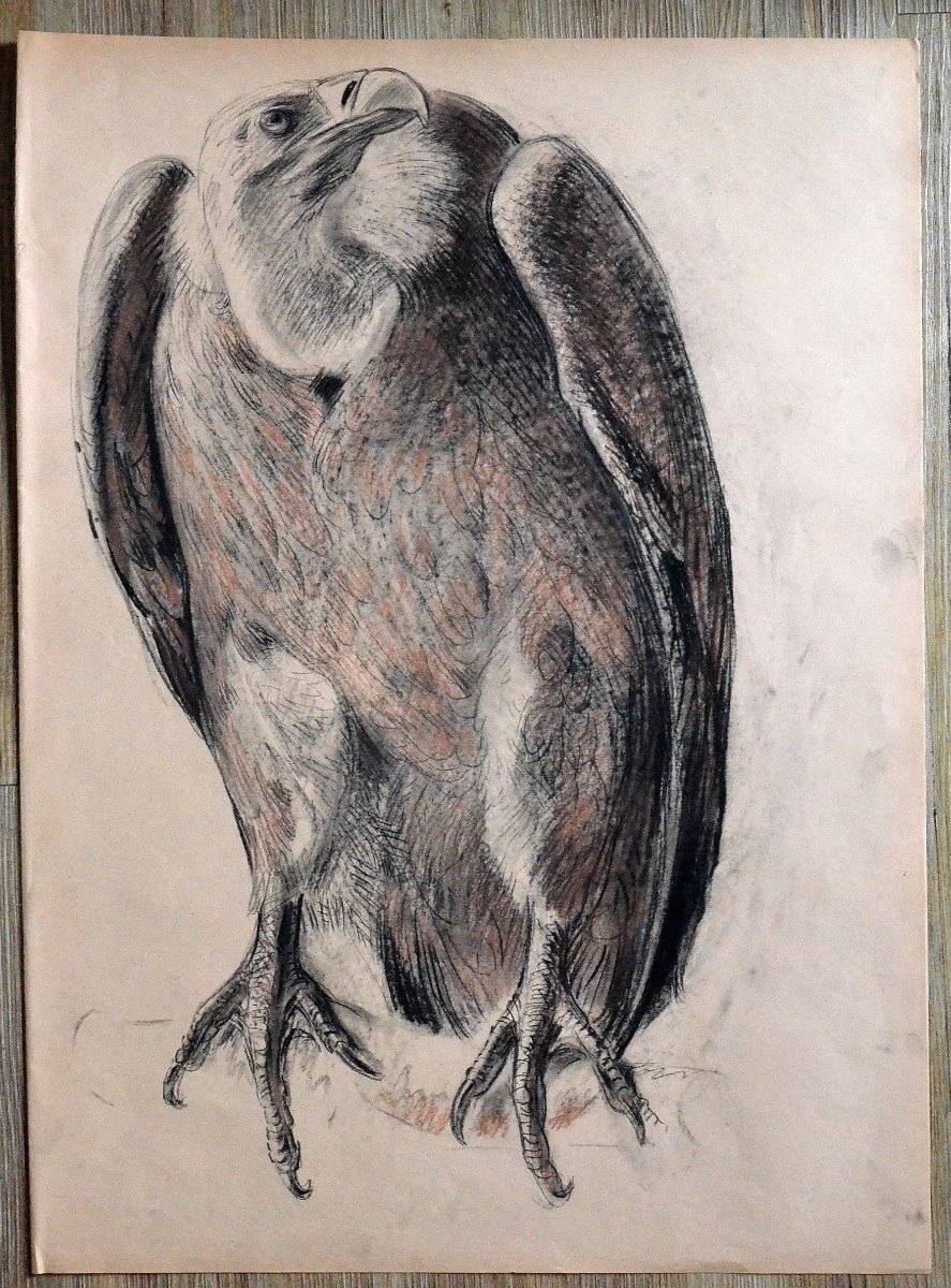 “vulture” Gustave Guêtant (1873-1953)-photo-4