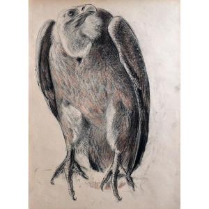 “vulture” Gustave Guêtant (1873-1953)