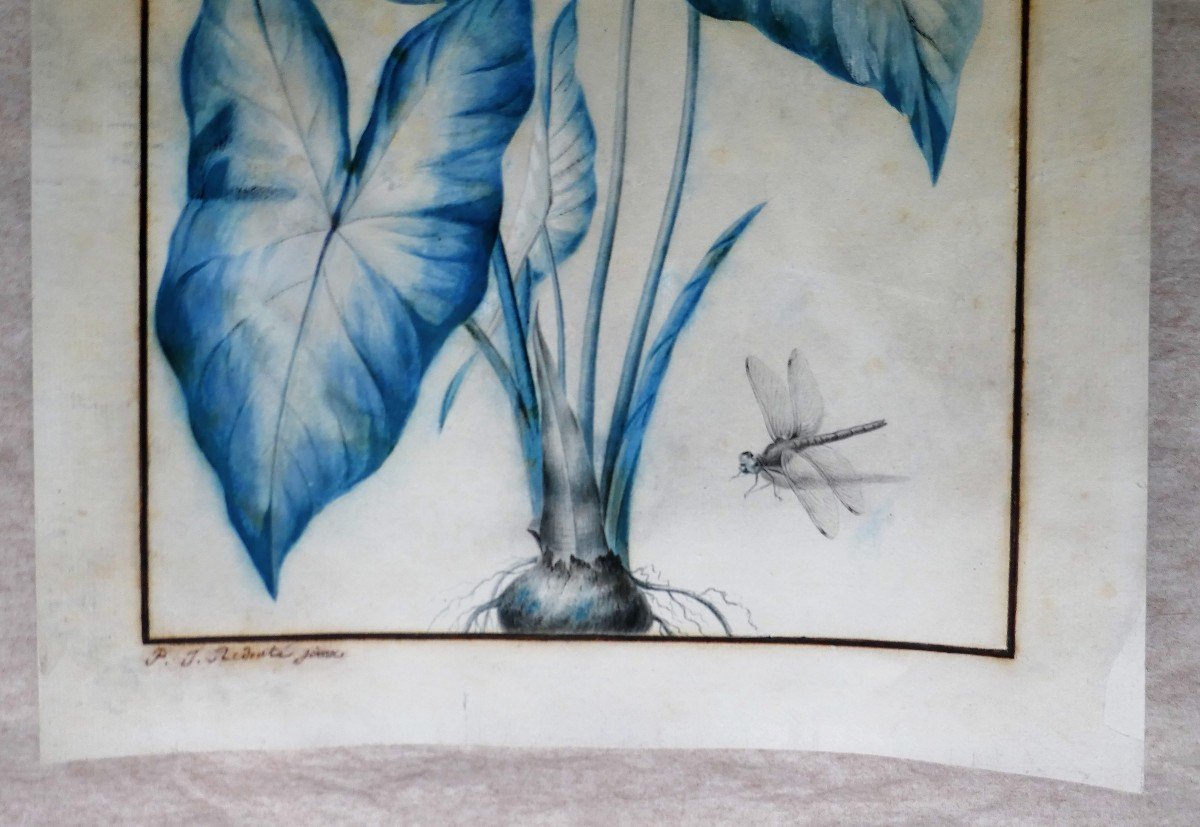 Flowers And Dragonfly By Pierre Joseph Redoute-photo-5