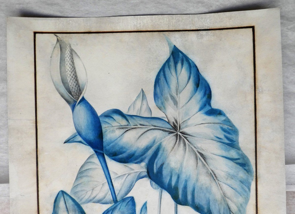 Flowers And Dragonfly By Pierre Joseph Redoute-photo-6