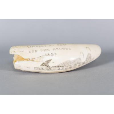 Scrimshaw - Dessin Sur Dent De Cachalot