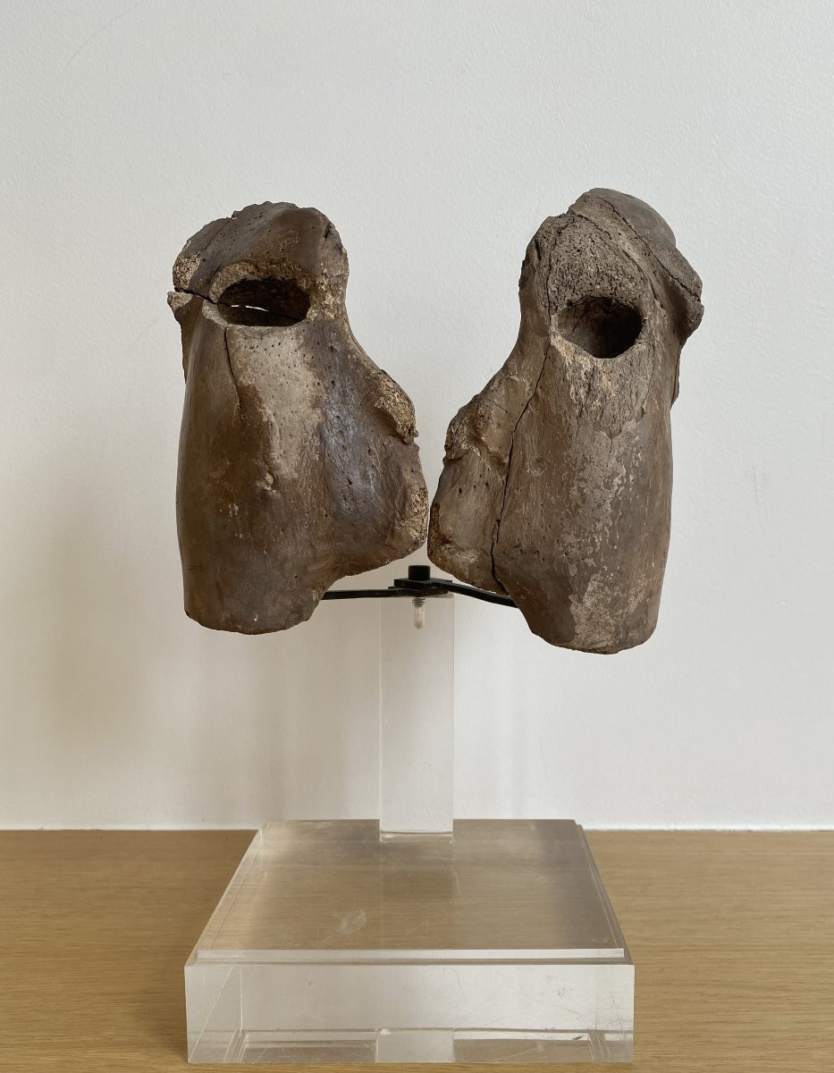 Carved Walrus Skull – Inuit Alaska-photo-2