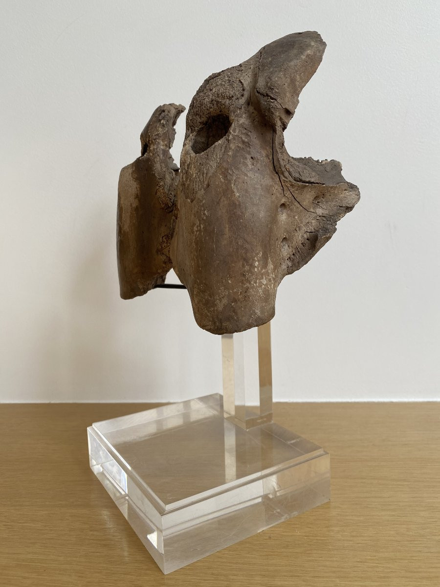 Carved Walrus Skull – Inuit Alaska-photo-3