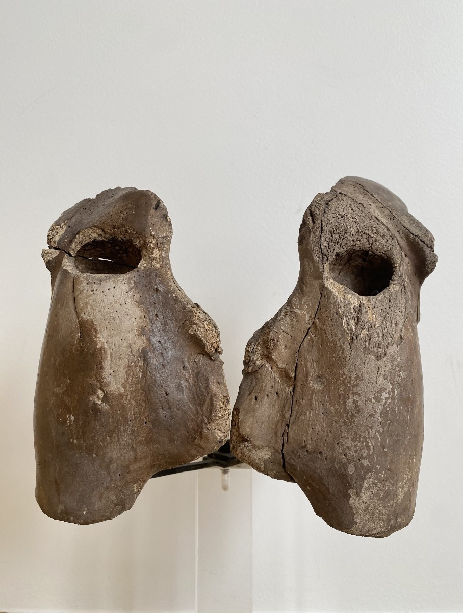 Carved Walrus Skull – Inuit Alaska