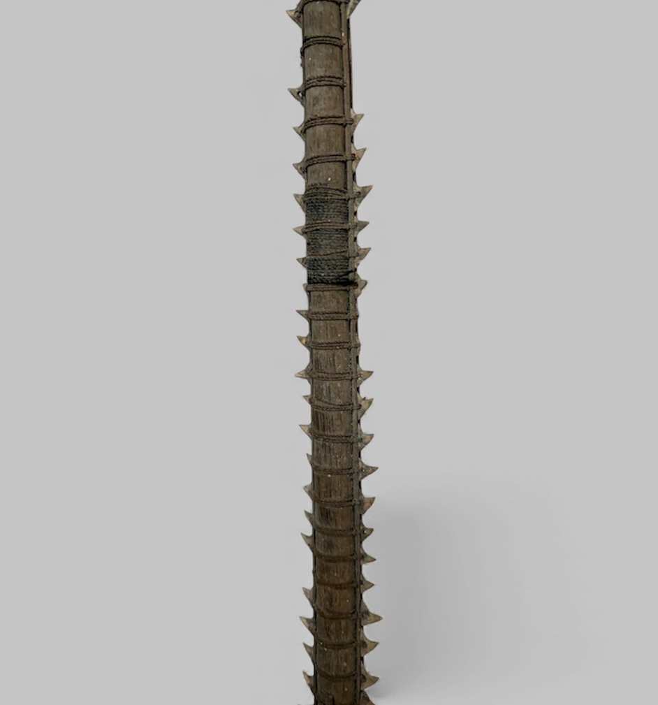 Épée kiribati, Micronésie - Polynésie-photo-4