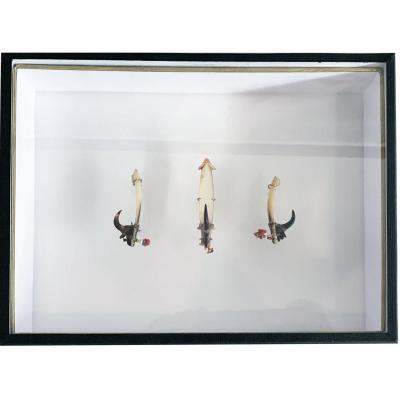 Solomon Islands Hooks Set