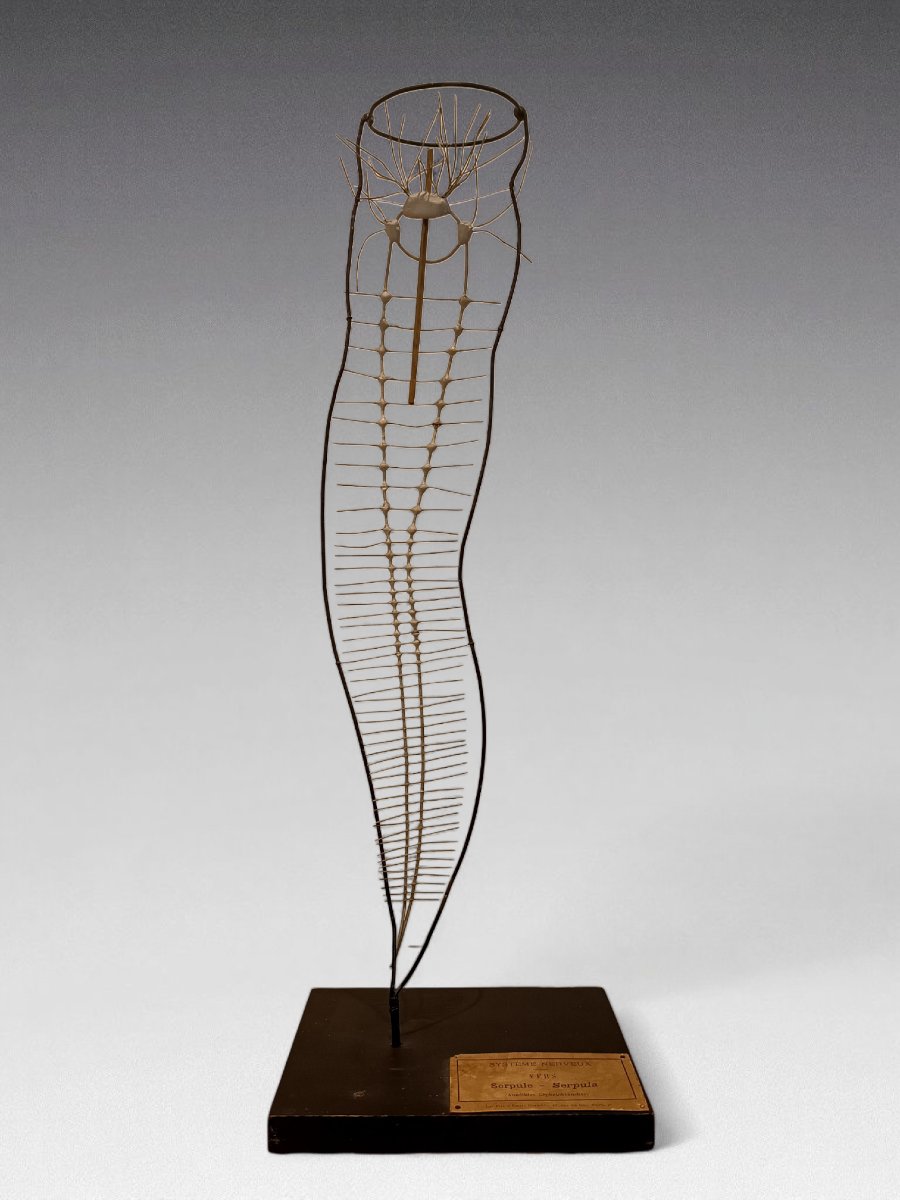 Nervous System From Deyrolle-photo-2