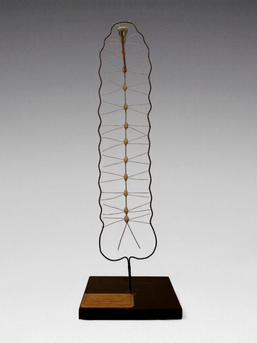 Nervous System From Deyrolle-photo-4