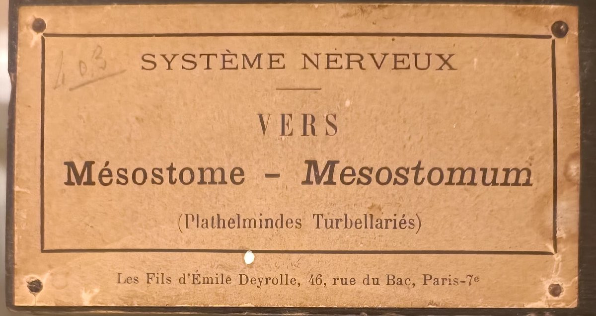 Nervous System From Deyrolle-photo-2
