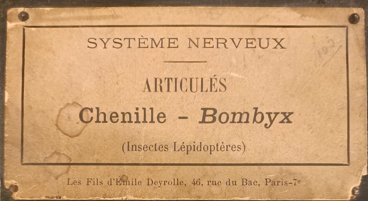 Nervous System From Deyrolle-photo-3