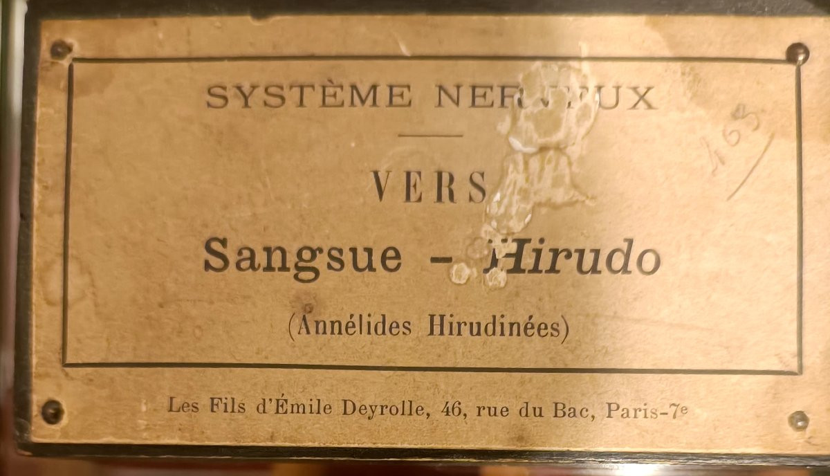 Nervous System From Deyrolle-photo-4