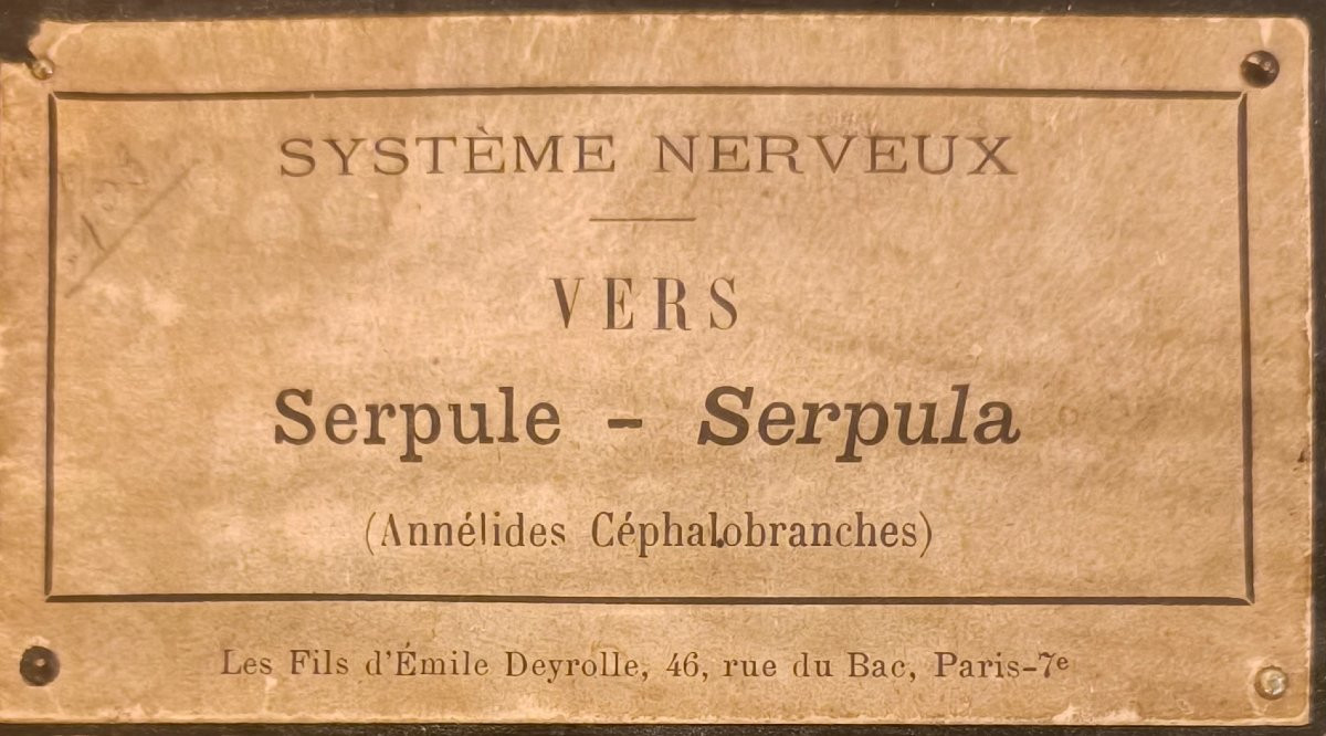 Nervous System From Deyrolle-photo-5