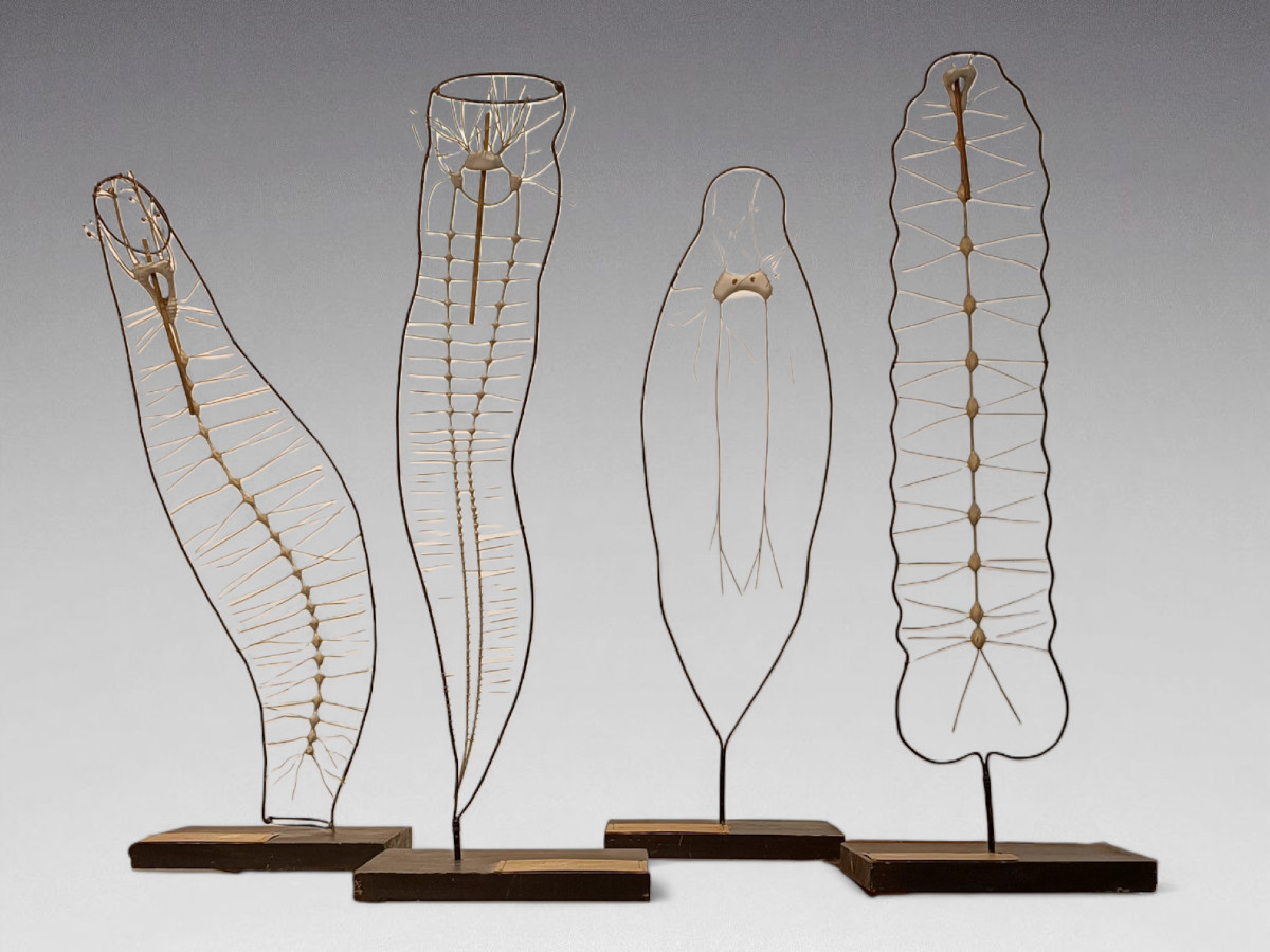 Nervous System From Deyrolle