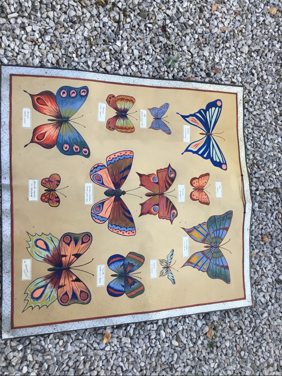 Sciences Naturelles, représentation de papillons gouachés-photo-1