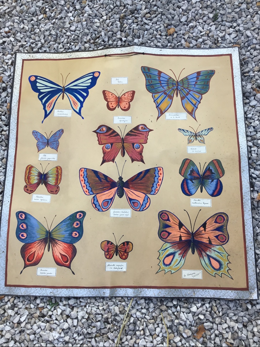 Sciences Naturelles, représentation de papillons gouachés-photo-2