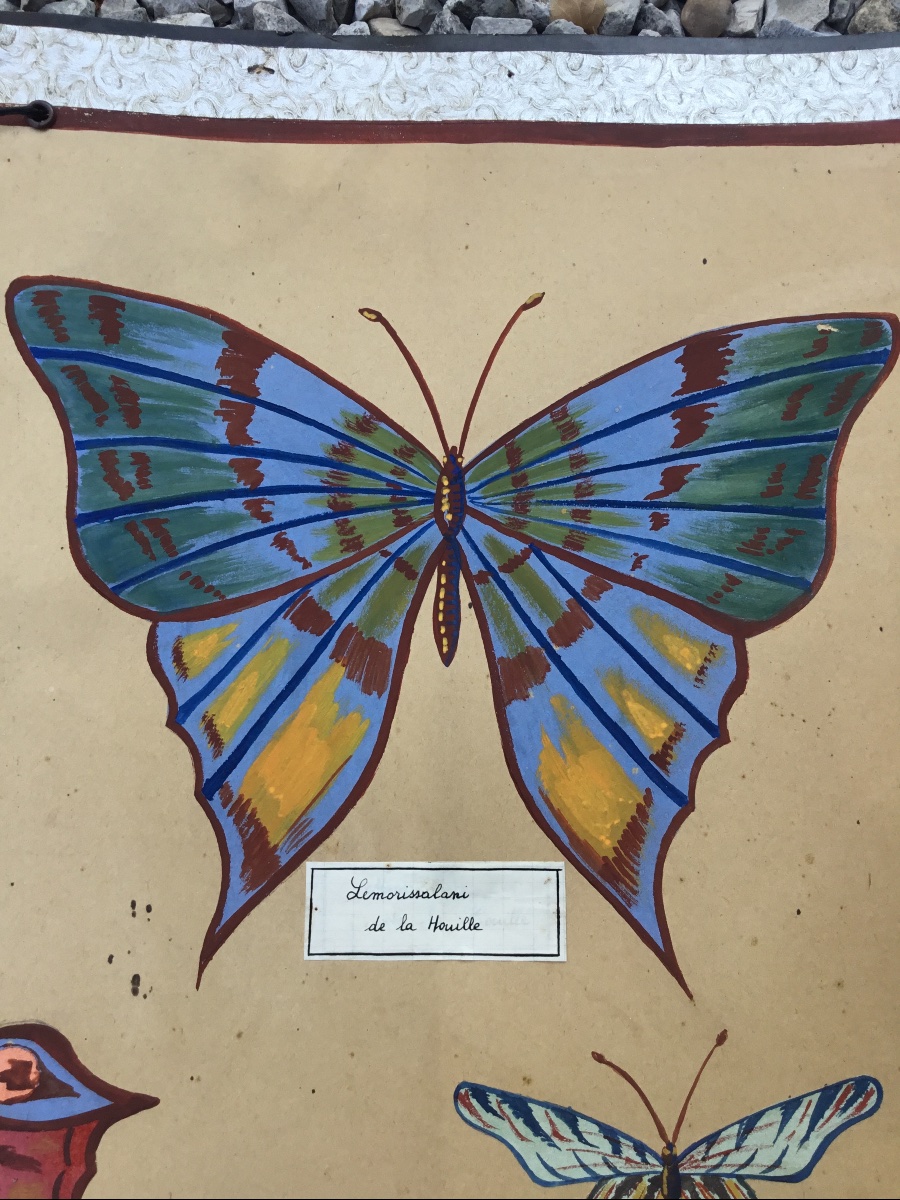 Sciences Naturelles, représentation de papillons gouachés-photo-3
