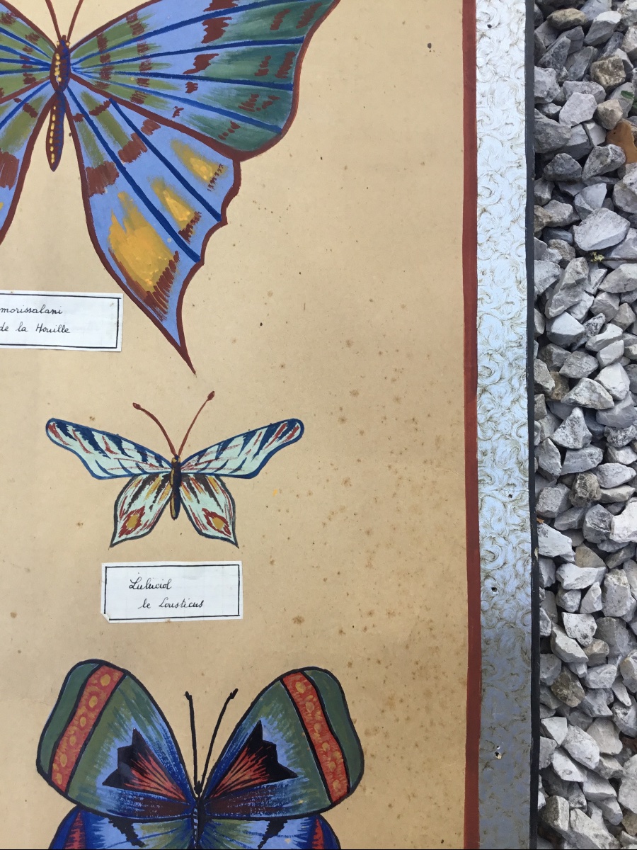 Sciences Naturelles, représentation de papillons gouachés-photo-5