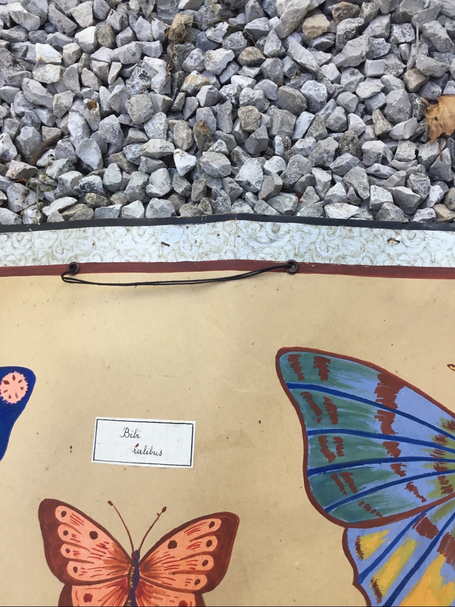 Sciences Naturelles, représentation de papillons gouachés-photo-6