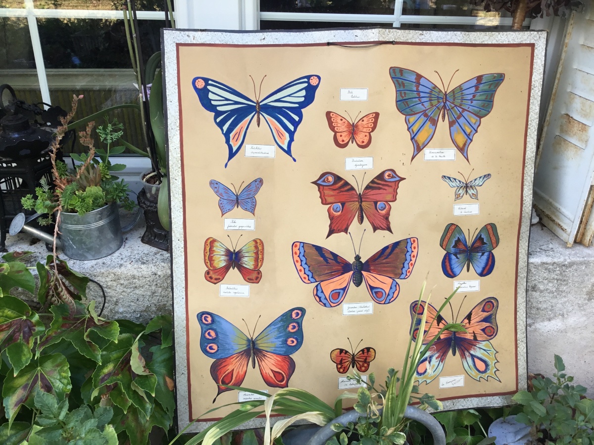 Sciences Naturelles, représentation de papillons gouachés