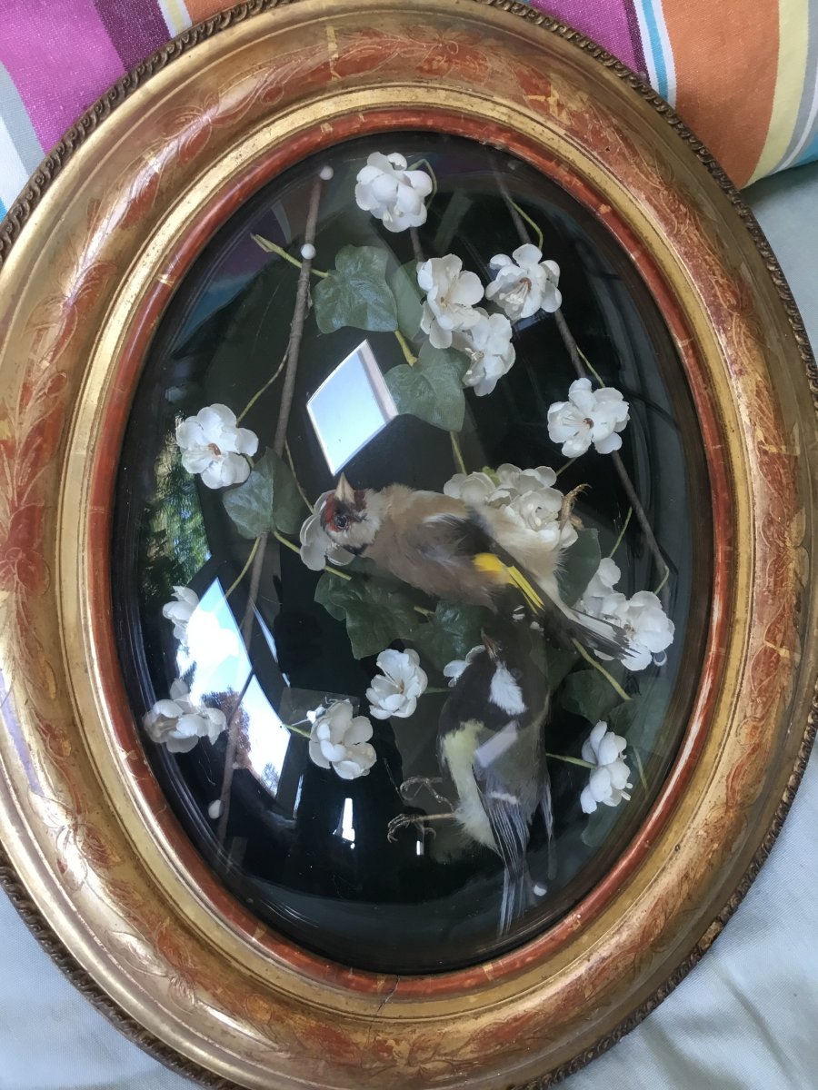 Golden Wood Frame With Naturalized Birds, Nap III-photo-2