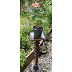 Colonne torse en  bois naturel sculpté, XIXème 