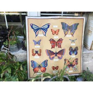 Sciences Naturelles, représentation de papillons gouachés