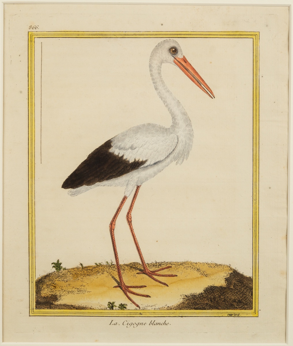The White Stork, François-nicolas Martinet (1731 - C. 1800), Etching, France, 18th Century.-photo-2