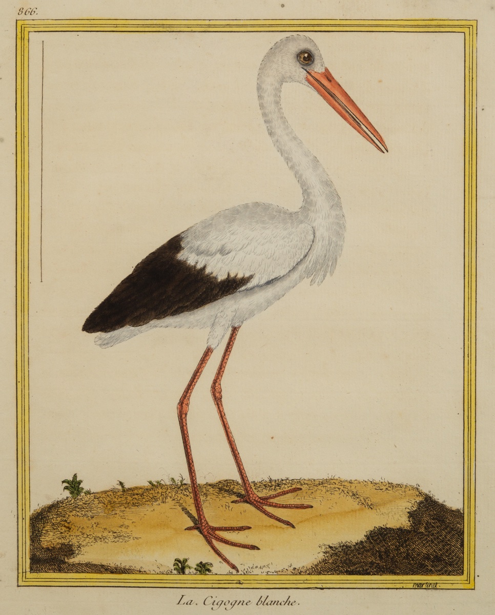 The White Stork, François-nicolas Martinet (1731 - C. 1800), Etching, France, 18th Century.-photo-3
