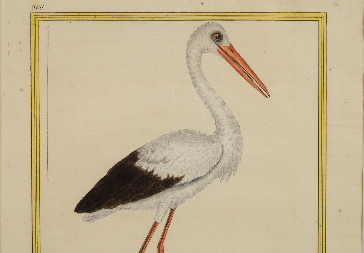 The White Stork, François-nicolas Martinet (1731 - C. 1800), Etching, France, 18th Century.-photo-4