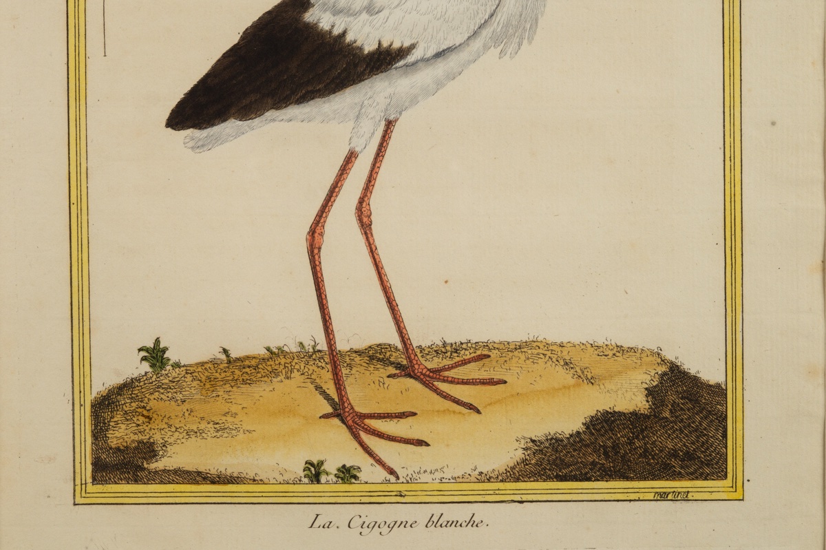 The White Stork, François-nicolas Martinet (1731 - C. 1800), Etching, France, 18th Century.-photo-1