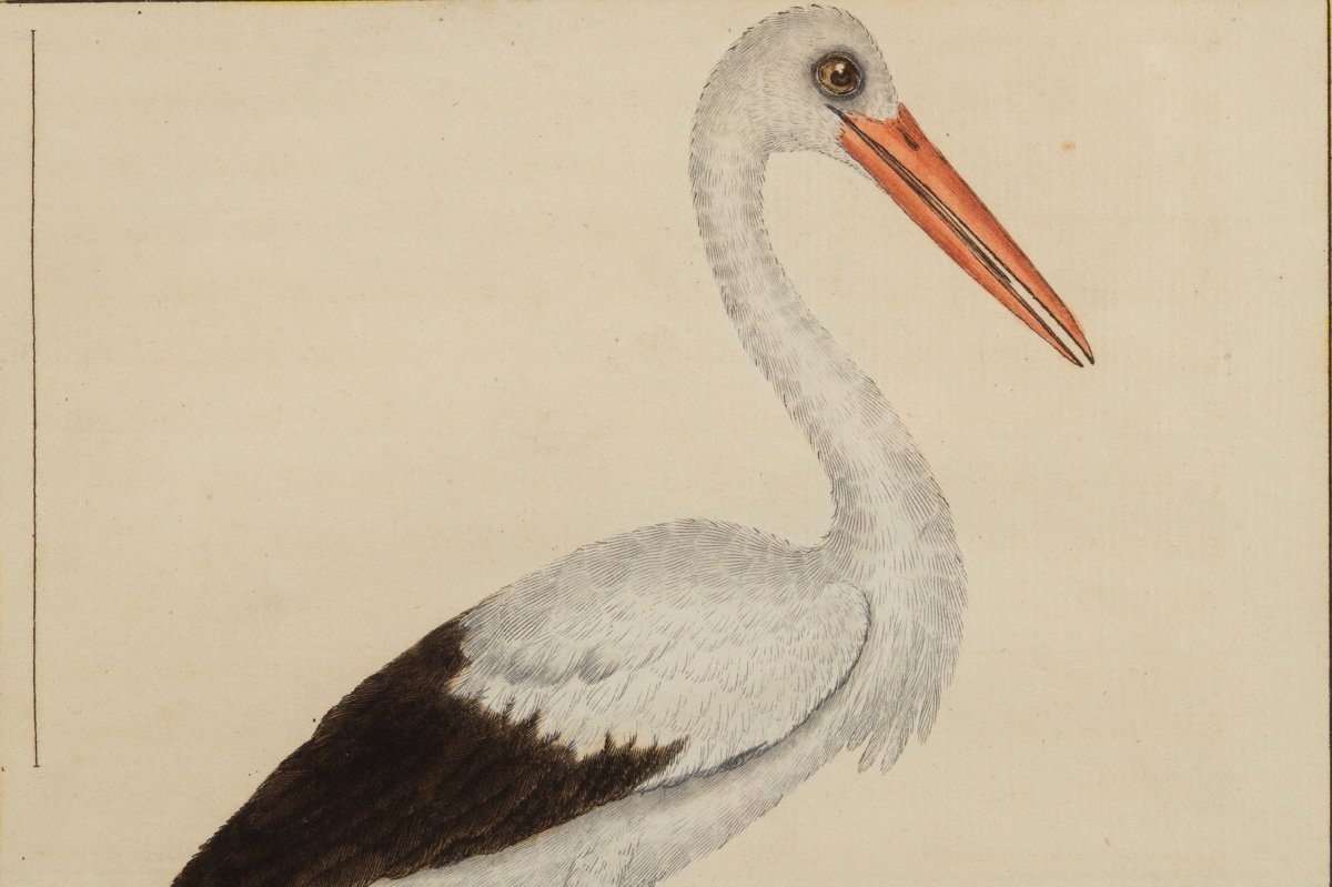 The White Stork, François-nicolas Martinet (1731 - C. 1800), Etching, France, 18th Century.-photo-2
